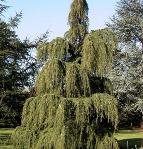 Trauer Lärche 125-150cm - Larix kaempferi pendula - Bild 1 von 1