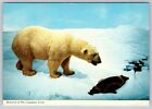 Polar Bear And Its Prey, Baby Seal, Canadian Arctic, Chrome Postcard