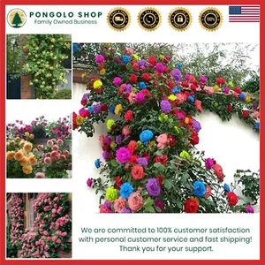 Climbing Rose Seeds Mix Flowering Vines Heirloom Outdoor Indoor Garden - Picture 1 of 9