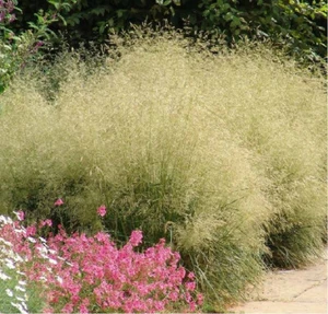 Deschampsia Cespitosa Pixie Fountain x 1 Plant - - Evergreen -- Ornamental Grass - Picture 1 of 4