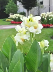 5 Alaska White Canna Lily Rhizome Bulb “ White Blooms” 100% Organic - Picture 1 of 3