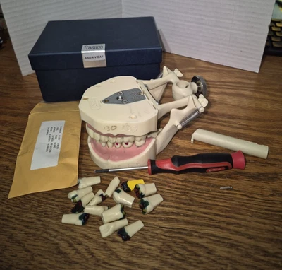 Frasaco Restorative Adult Typodont, ANA-4 V DAF, GREAT FOR BENCH TEST - Изображение 1 из 4