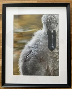 Original Swan Photography - Picture 1 of 1