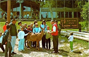 Seattle, WA Washington KINDER STREICHELN HIRSCHE ~ Blake Island State Marine Park Postkarte - Bild 1 von 2