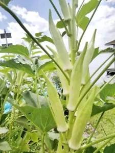 Okra Blanca India - Abelmoschus esculentus - 5+ semillas - Semillas - He 035 - Imagen 1 de 1