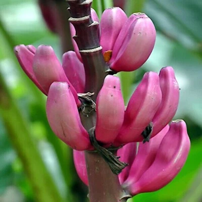 1,000 Pink Dwarf Banana Tree Fruit Seeds (Musa velutina) Rare Fast Hardy-7b - Image 1 of 4