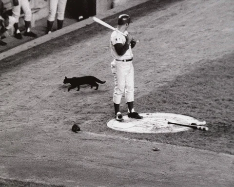 1969 Chicago Cubs RON SANTO Glossy 8x10 Photo 'Black Cat on Deck' Print Poster Cover