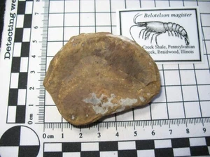 Pennsylvanian Carboniferous Mazon Creek fossil - Belotelson shrimp #23 - Picture 1 of 6