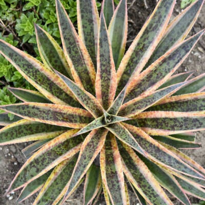 Pineapple Punch Mangave STARTER Plant Agave/Manfreda Hybrid VARIEGATED 3"+ Wide - Image 1 of 3
