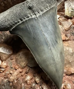 2.4” CARCHARODON MAKO TOOTH HASTALIS MEGALODON ERA GEORGIA WHITE SHARK - Picture 1 of 6