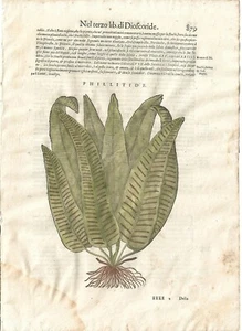 Stampa antica MATTIOLI MATTHIOLI erbario PHILLITIDE felce 1604 Antique print - Foto 1 di 1
