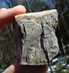 DINOSAUR BONE DINOSAUR RIDGE JEFFERSON COUNTY MORRISON COLORADO - Picture 1 of 8