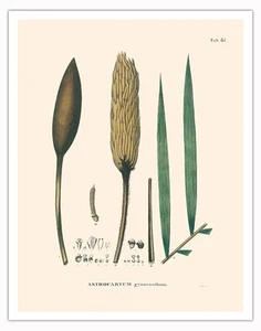 Corioco Palm Tree - Vintage Illustration by Carl Friedrich Philipp von Martius - Picture 1 of 21