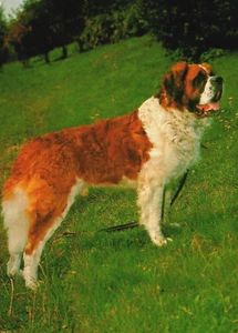 Hermosa postal vintage de San Bernardo para perros BP10 - Imagen 1 de 2