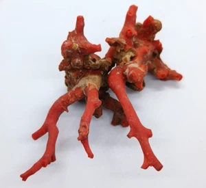 Natural Italian Red Coral Rough Branch Gemstone Loose Non Polished Branch - Picture 1 of 8