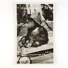 Fanning Spring Florida Chimpanzee Rppc Postcard 1950S Chimp Riding Wagon D1205