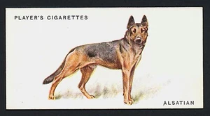 GERMAN SHEPHERD PLAYERS 1931 ISSUE FULL LENGTH DOG SERIES OLD CIGARETTE CARD #2 - Picture 1 of 2