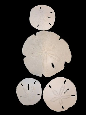 Rare large 5" sand dollar with 3 others, rare size, excellent natural condition - Image 1 of 4