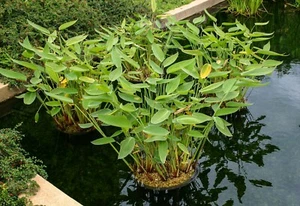 Thalia Dealbata Winter Hardy Aquatic Marginal Pond/Bog Plant Buy 2 Get 1 free - Picture 1 of 11