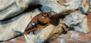 Crankbait de verruga Wiggle pintado a medida (marrón fantasma craw/vientre naranja) - Imagen 1 de 6