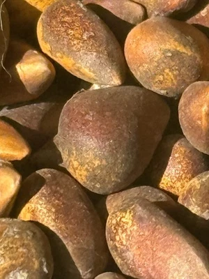 FRESH RAW Pinenuts Nevada / Utah Soft Shell Pinyon Pine Nuts 2025 - 2 LB - Image 1 of 4