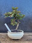 Shohin Cotoneaster Bonsai Tree In Ceramic Bonsai Pot, Flowering Type Outdoors 1