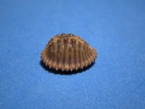 Trivia (Pusula) Radians Lamarck, 1810 "ALLIED COWRIE!" (21,1 mm) - Bild 1 von 7