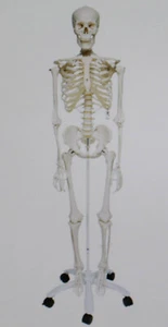 3B Scientific A10 Anatomie Skelettmodell klassisch (BFR1N) - Imagen 1 de 1