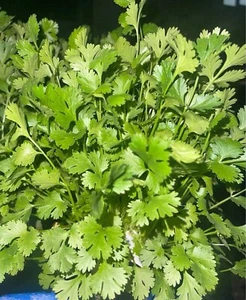 50+ Cilantro Seeds (Split), Leisure Coriander, Coriandrum sativum - Picture 1 of 2