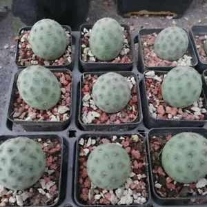 1 Stück Tephrocactus geometricus mit eigenen Wurzeln Kakteen 202 - Bild 1 von 4