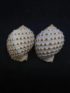 2 x tonna tesselata sea shell. Beach decor. Hermit plant Collector #13494 - Picture 1 of 5