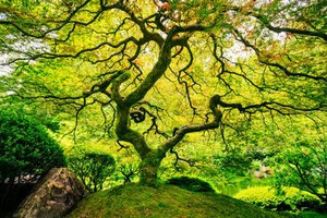 Fototapete-AHORN BAUM-(37P)-350x260cm-Digitaldruck 7 Bahnen-mit Kleister-Garten - Bild 1 von 1