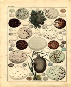 1843 OKEN HC LITHOGRAPH FOLIO nests & eggs 03 - Picture 1 of 2
