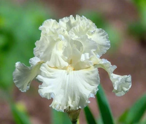 Blue Buddha Farm: Boston Cream Tall Bearded Iris Rhizome | Buttery Yellow & - Picture 1 of 1