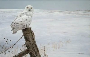 Robert BATEMAN Ready For The Hunt LTD art GICLEE CANVAS Snowy Owl 99 edition - Picture 1 of 8