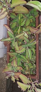 Mother to Thousands Oranto - Picture 1 of 2