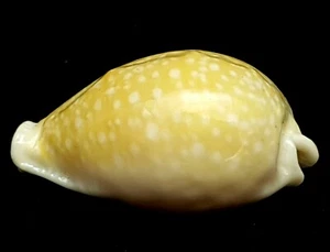FS (Cypraea) Naria miliaris, fast EDELSTEIN 41 mm FREAK - Bild 1 von 5