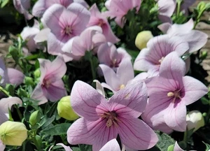 Platycodon grandiflorus Pink Balloon Flower 9cm Pot Outdoor grown - Picture 1 of 4