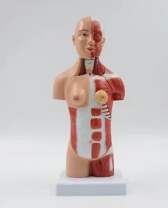 28cm/11" 17 Parts Torso with Half Body Muscles &Organs Medical Anatomy Model - Picture 1 of 11