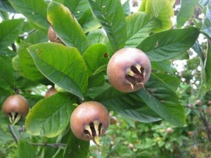 GEMEINSAMER NESPOL - MESPILUS GERMANICA SAMEN CA. 5 PRO GRAMM - Bild 1 von 5