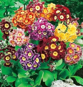 PRIMULA PUBESCENS - Bild 1 von 3