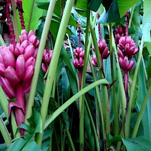 10 Pink Dwarf Banana Tree Fruit Plant Seeds (Musa velu.) Rare Fast Hardy-Zone 7b - Picture 1 of 11