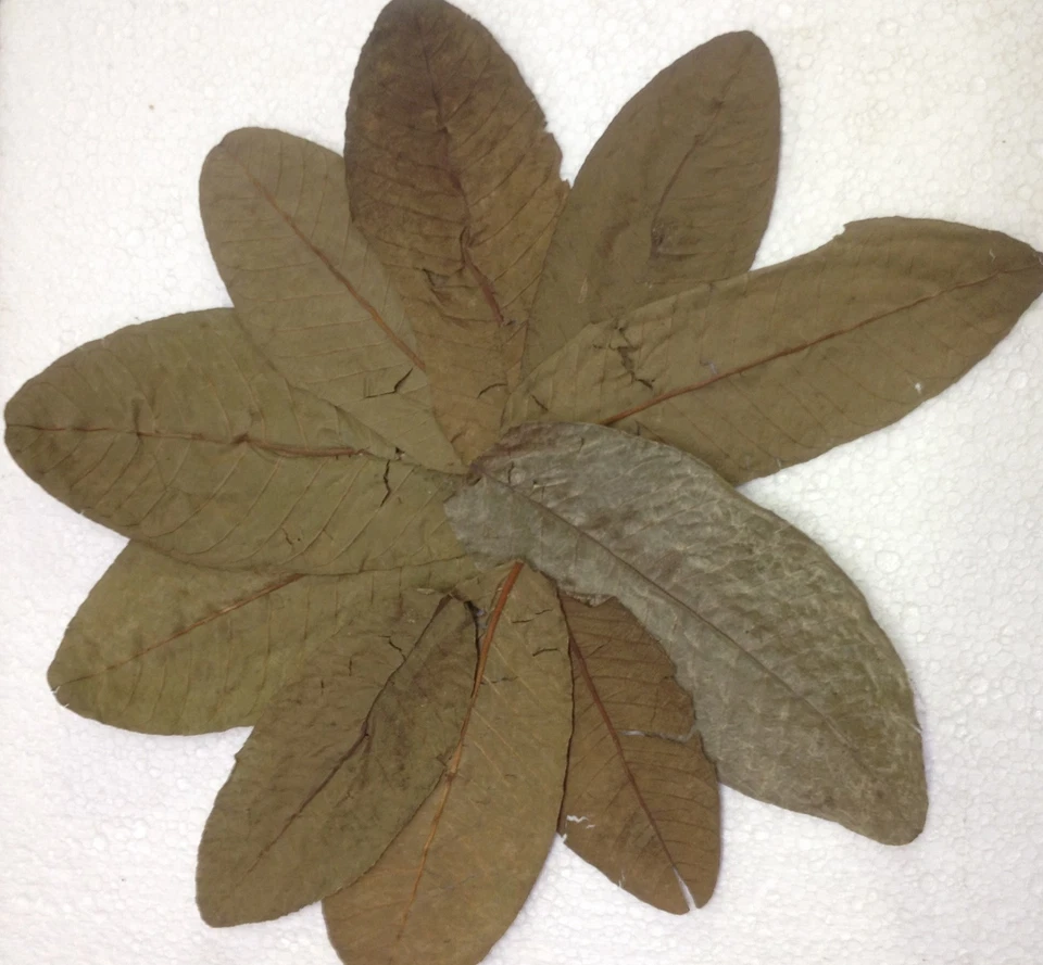 Guaveblätter - Futter für Garnelen, Krebse, Welse & Co versandkostenfrei