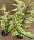 Devil's Backbone Variegated Euphorbia tithymaloides Succulent 5 Cutting Root