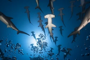 Photo Art Wall Mural-HAMMER SHARK-(6359)-NON WOVEN-Wallpaper-Real Animal Sea XXL - Picture 1 of 3