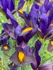 Twenty Blue-Bronze Dutch Iris 'Eye of the Tiger' Bulbs (Free UK Postage)