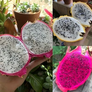 Dragonfruit Variety Pack Best Sellers Seeds Garden Bulk Fruit USA NonGMO Organic - Picture 1 of 1