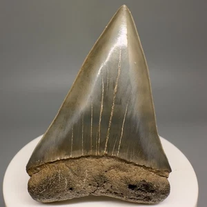 Beautiful Colors, Large 2.55" Fossil EXTINCT MAKO Tooth - Georgia, USA - Picture 1 of 4