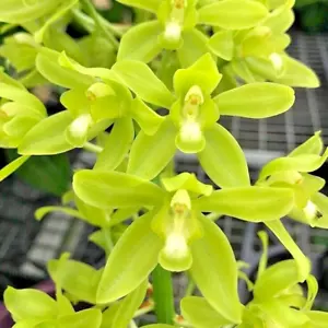 Grammatophyllum scriptum v. Citrinum Lemon Green Orchid 1 Live 12” Flower Plant - Picture 1 of 7