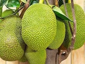 15 NO STICKY SAP Rare Supper Sweet Thai Jackfruit Tropical Hot Mít. 2025 Season - Picture 1 of 7